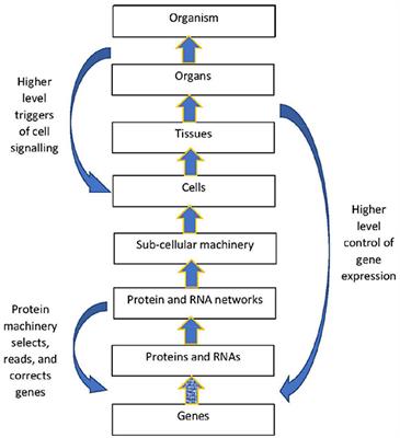 The Dynamical Emergence of Biology From Physics: Branching Causation via Biomolecules